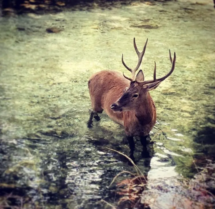 Abruzzo: un safari in Italia